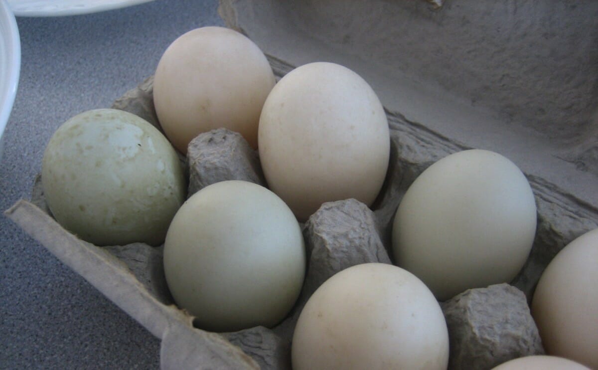 Egg Size Comparison Chart