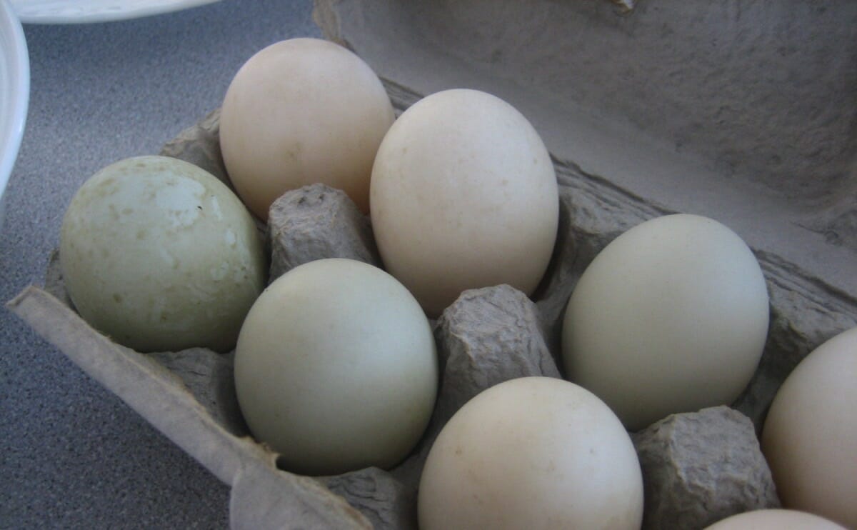 Яйца муларды купить. Инкубационное яйцо утки. Инкубационное яйцо индоуток. Инкубационное яйцо муларда. Яйцо утиное инкубационное.