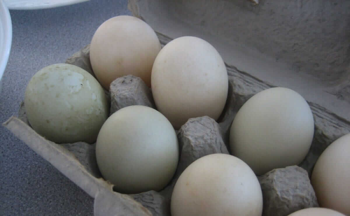 Innaffiatoio Haws Heritage Plastica 1L – Colore Duck Egg – Capacità 0,7 Litri, Doccino Rimovibile, Garanzia 3 Anni