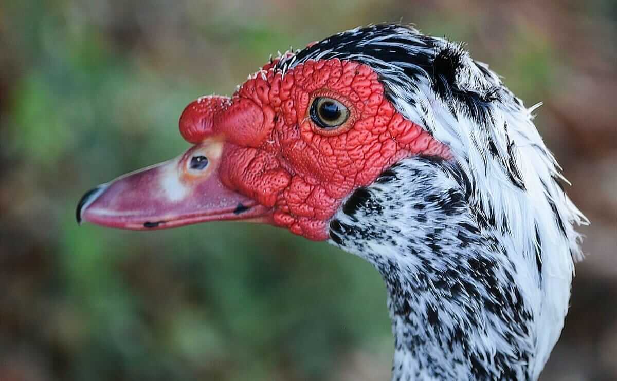 Wait, Is This Weird Duck Kosher Or Not? - Modern Farmer