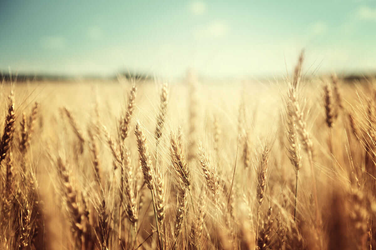 Wheat Prices Are Down What Does That Mean For You Modern Farmer