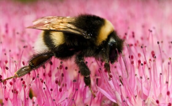 PageLines- bumblebee.jpeg
