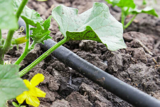 How to Build a Drip Irrigation System - Modern Farmer