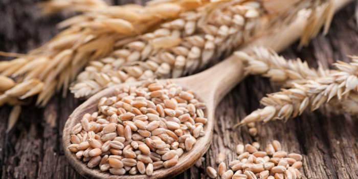 how to harvest grains