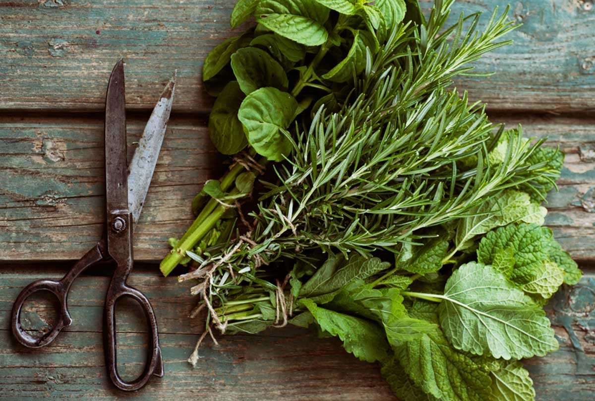 How to Harvest, Dry, & Store Herbs From the Garden