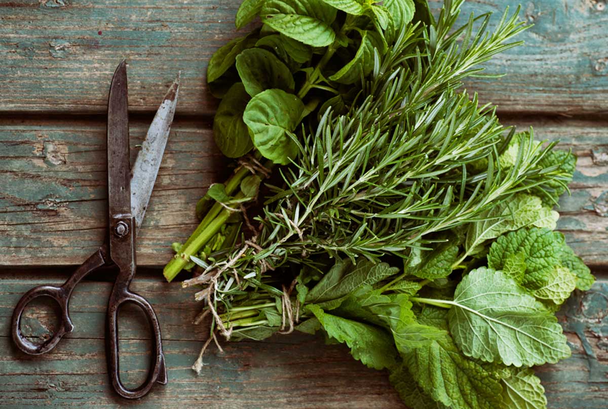 How to Dry Herbs - Fresh Off The Grid