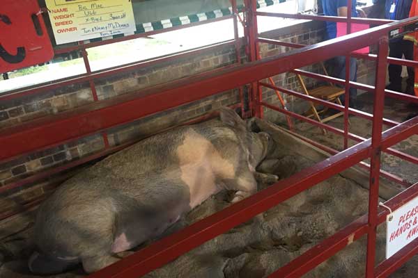 iowa-state-fair-big-boar