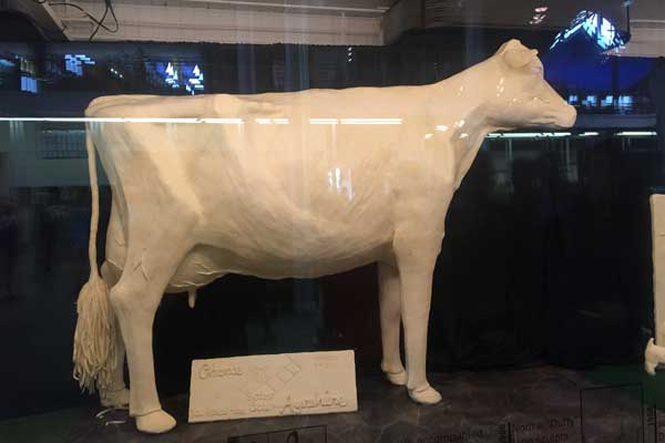 iowa state fair butter cow