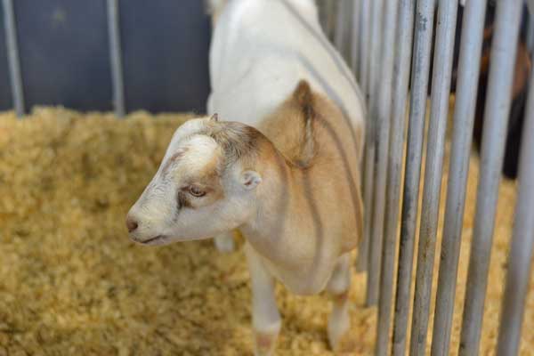 iowa-state-fair-lamancha-goat