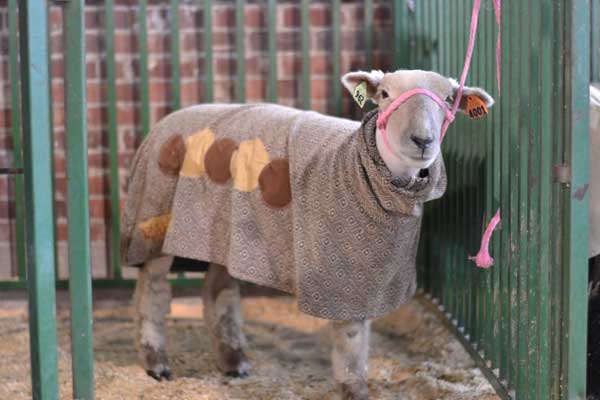 iowa-state-fair-sheep-sweater