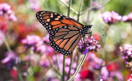 A Peek Inside the World of Butterfly Farming - Modern Farmer