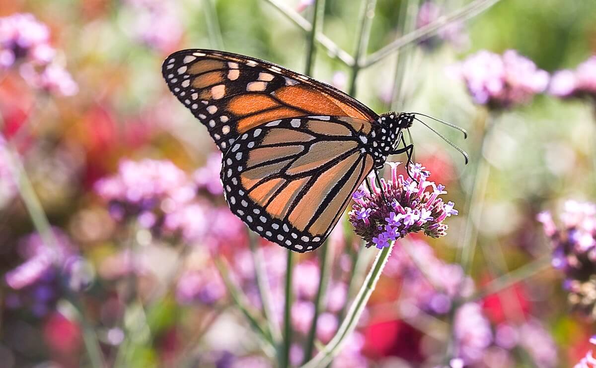 A Peek Inside the World of Butterfly Farming - Modern Farmer