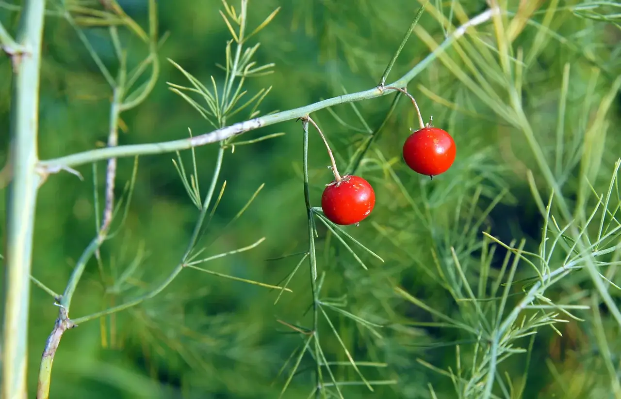 Asparagus berries