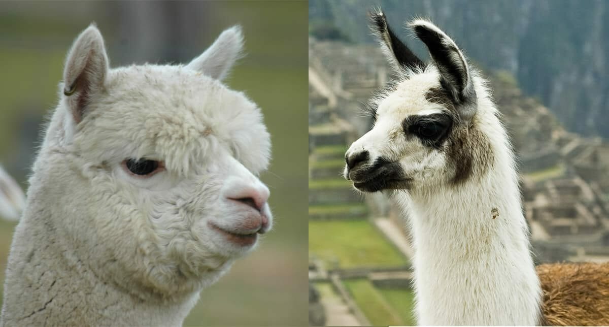 6 Differences Between Llamas and Alpacas | Modern Farmer