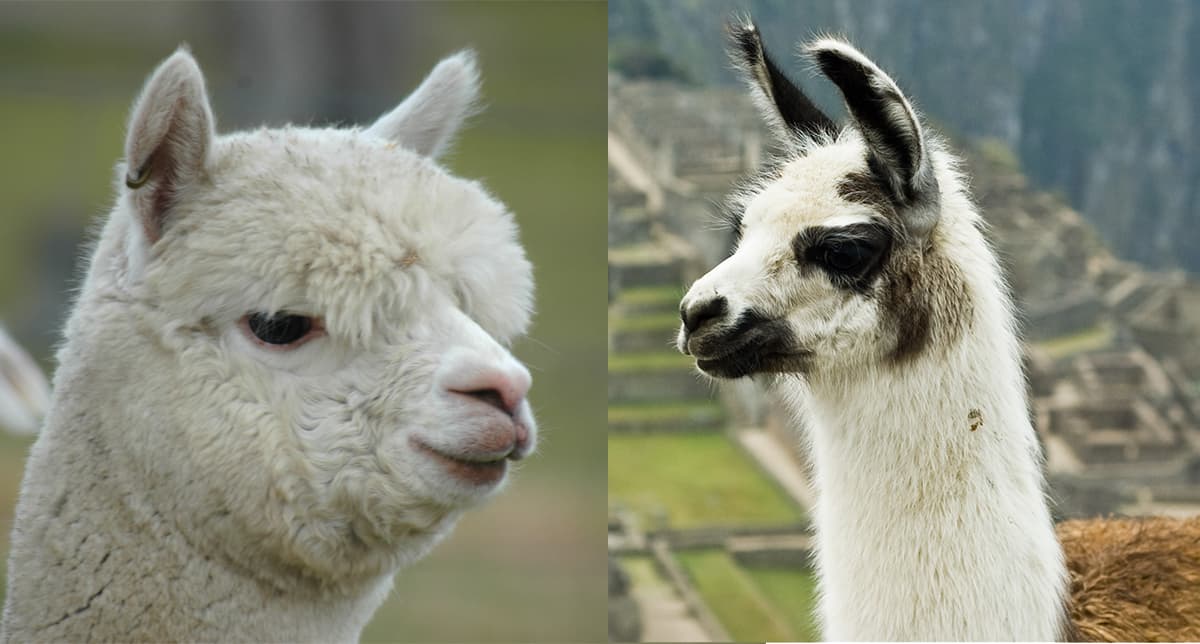 6 Differences Between Llamas and Alpacas - Modern Farmer