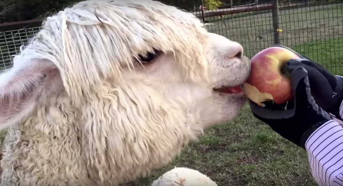 alpaca eats an apple