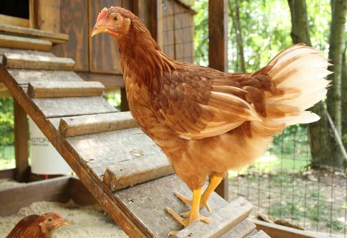 30 Top Images Caring For Chickens In Backyard / Is it Legal to Raise Chickens in My Suburban Backyard ...