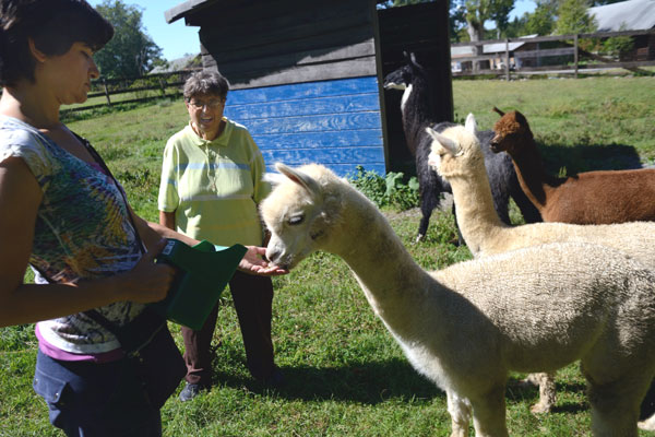 Members Aliza Koszuk (left) and Louise Kavadlo (right) of Fountain House feed alpacas.