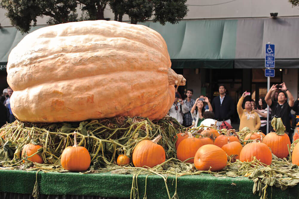 How To Grow A Record Setting Giant Pumpkin Modern Farmer