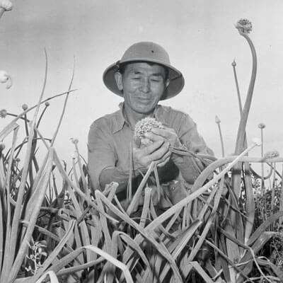 http://modernfarmer.com/wp-content/uploads/2015/10/japanese-americans-onion-plants.jpg