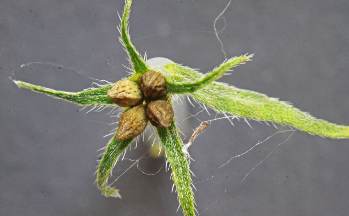 What Is This Weird Weed, and Why Are Farmers and Health Nuts So Into It ...