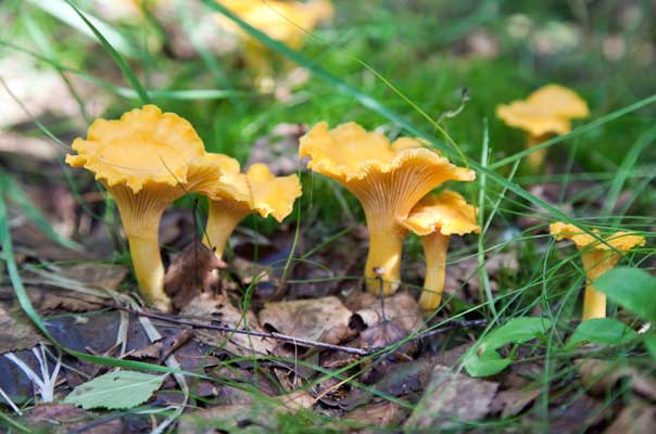 fall forage chanterelle mushrooms