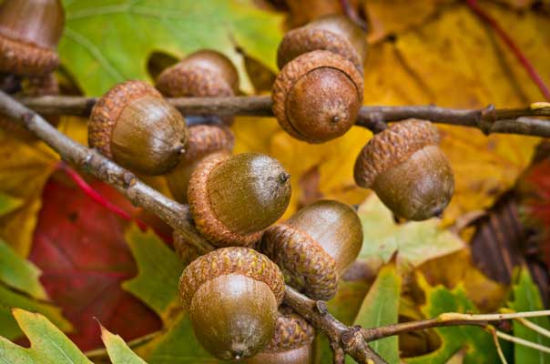 fall forage acorns