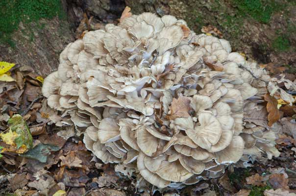 fall forage hen of the woods
