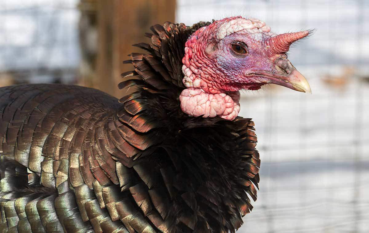 6 Oddball Facts About Turkeys We Bet You Didn't Know - Modern Farmer