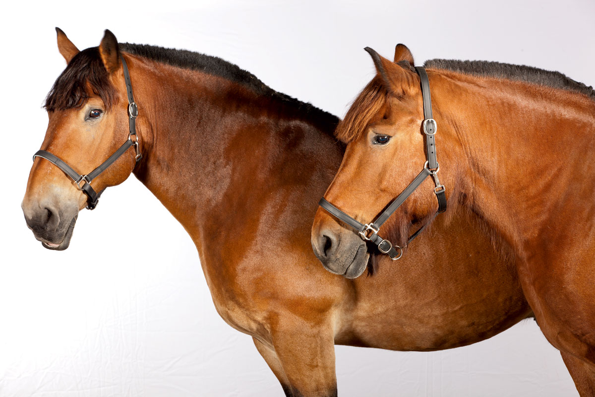 draft-horses-brabant-duo