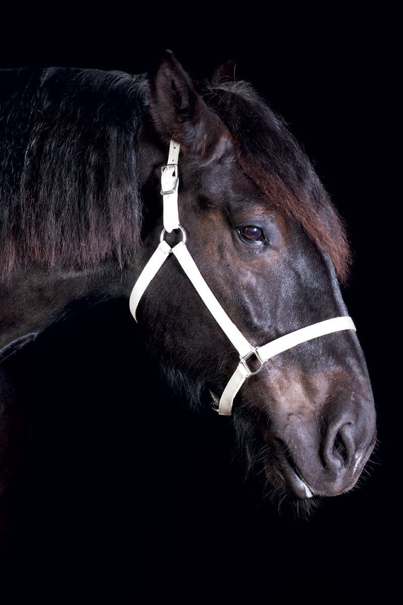 http://modernfarmer.com/wp-content/uploads/2015/12/draft-horses-percheron.jpg