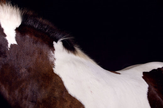 Harness the Power of Draft Horses - Modern Farmer