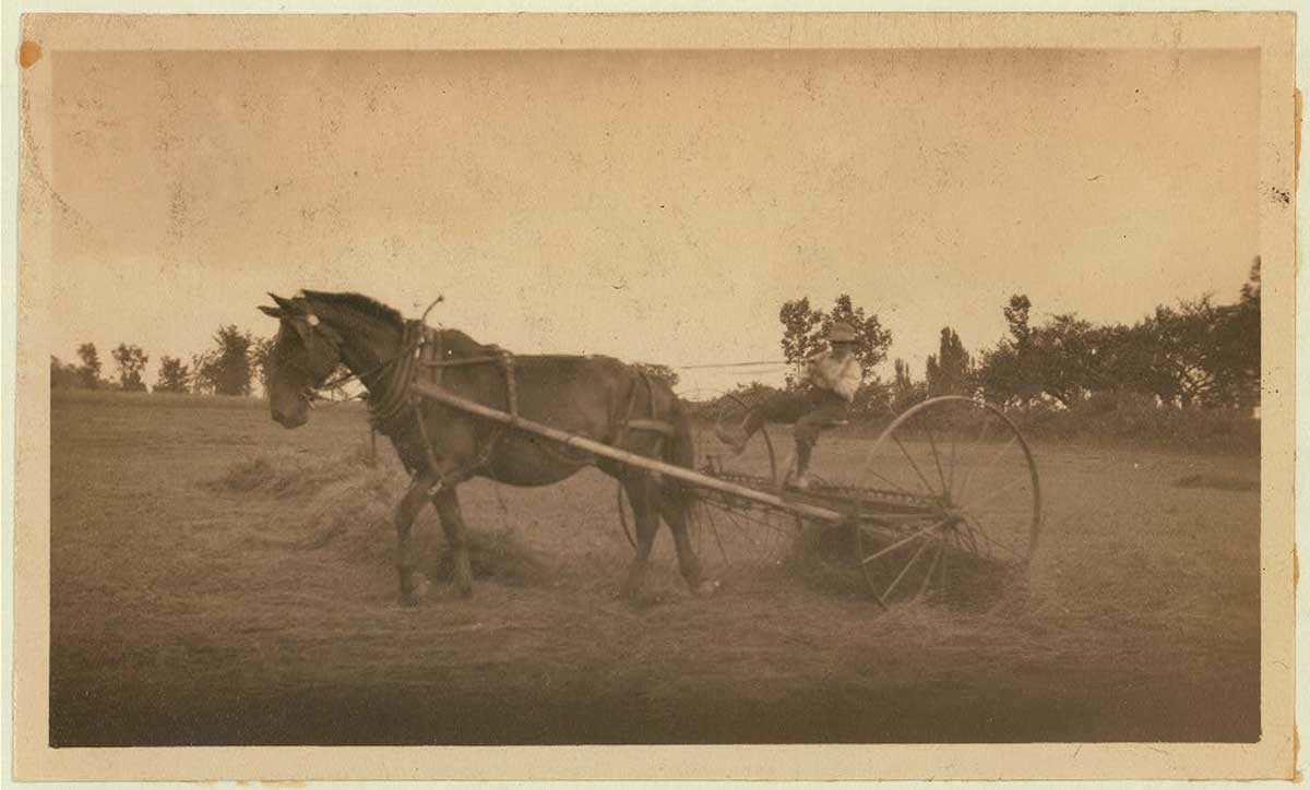 draft horse farming 1915