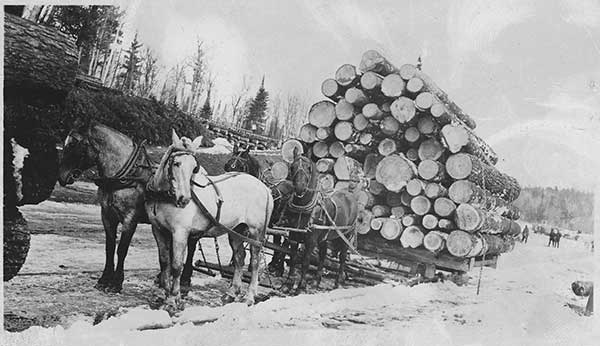 horses-pull-logs-in-snow