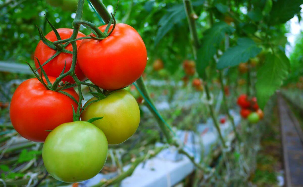 The Amazing New Way to Grow Tomatoes: In Tomato Waste - Modern Farmer