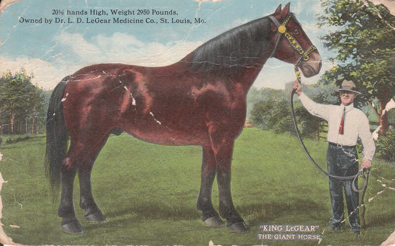 tallest horse ever recorded