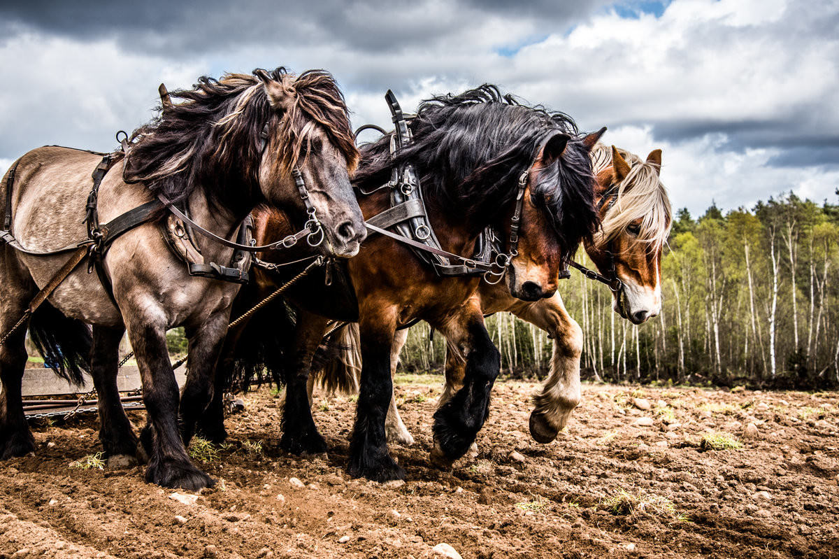 Horsepower vs Horse Power: Which Wins? - Modern Farmer