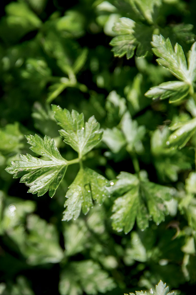 http://modernfarmer.com/wp-content/uploads/2015/12/seed-matters-flat-leaf-parsley-2.jpg