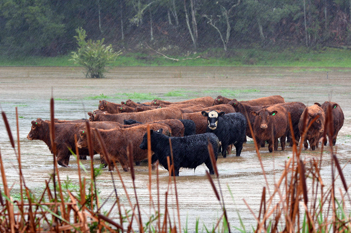 cows in flooded fields