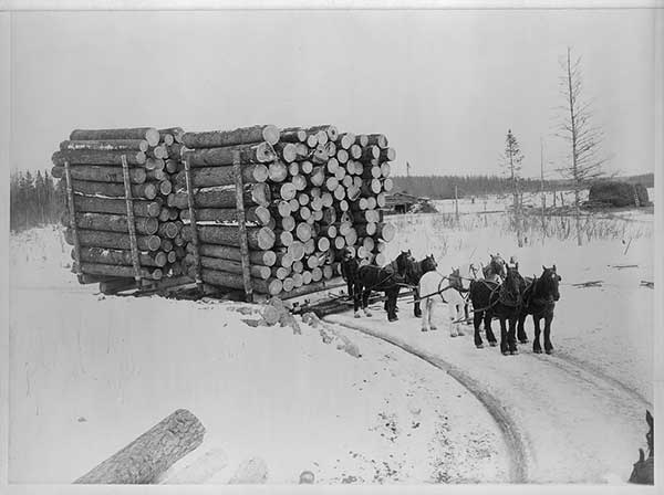 horses haul many logs