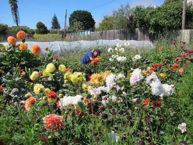 San Francisco S Beloved Little City Gardens Farm Gets The Boot