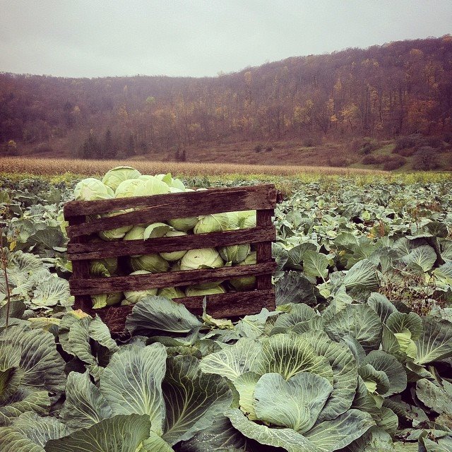 Cabbage in Field