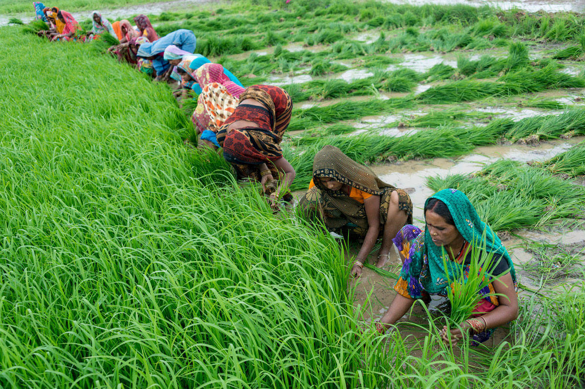 In India  Mobile Apps are Transforming Agriculture  