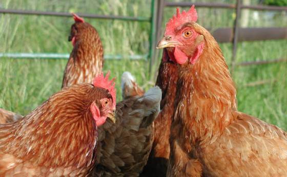 Study Finds That Backyard Chickens Have More Parasites Than Factory ...