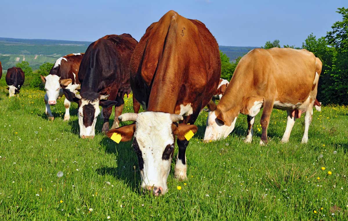 How To Teach Your Cows A New Trick Weeding Modern Farmer