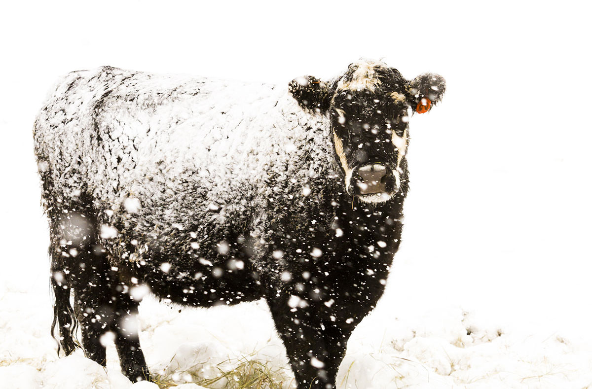 snow cow texas