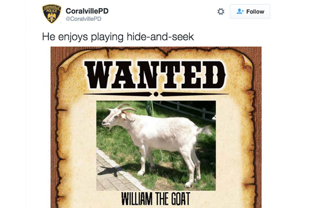 william the goat wanted