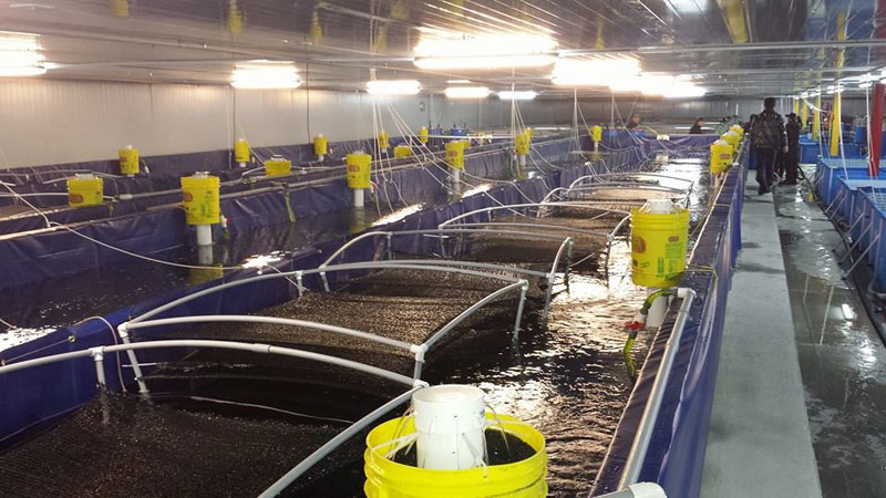 shrimp farming tanks