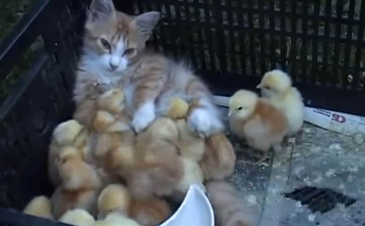 baby chicks think cat is mom