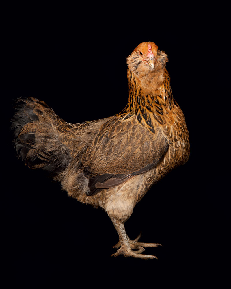 chickens-ameraucana